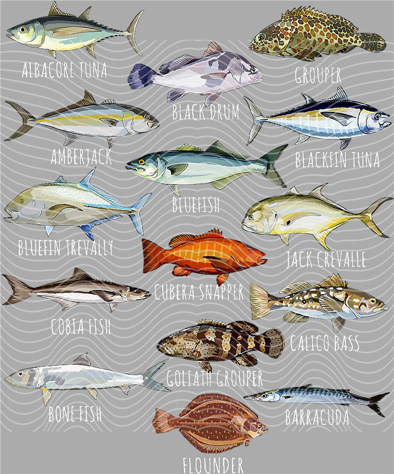 Fishing Series-DY 144